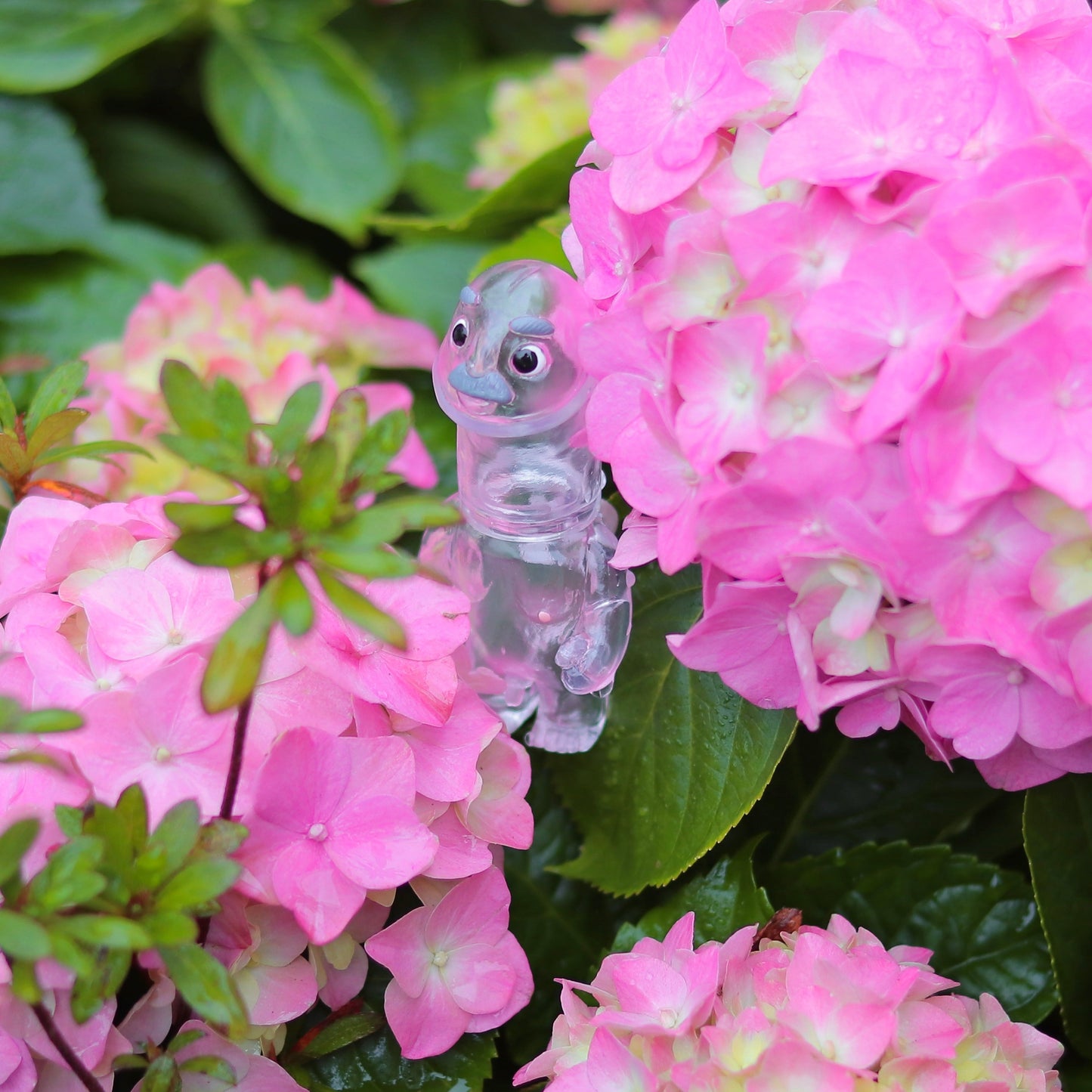 Flying Dicky (Clear)